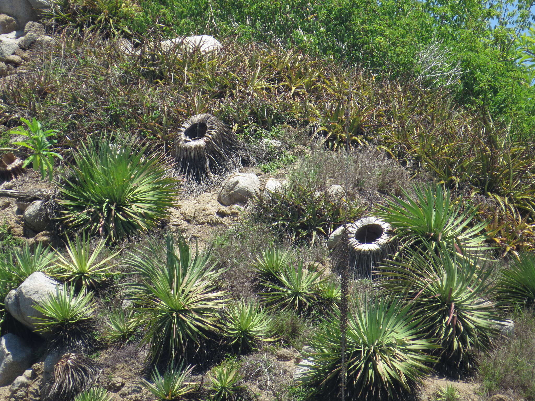 Слика од Agave ortgiesiana (Baker) Trel.