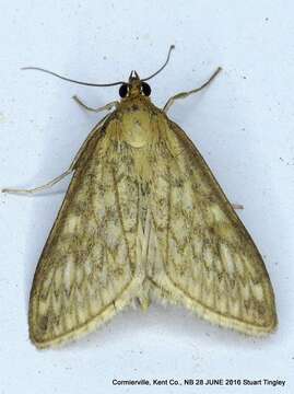 Image of Sitochroa Moth