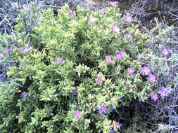 Image of Delosperma imbricatum L. Bol.