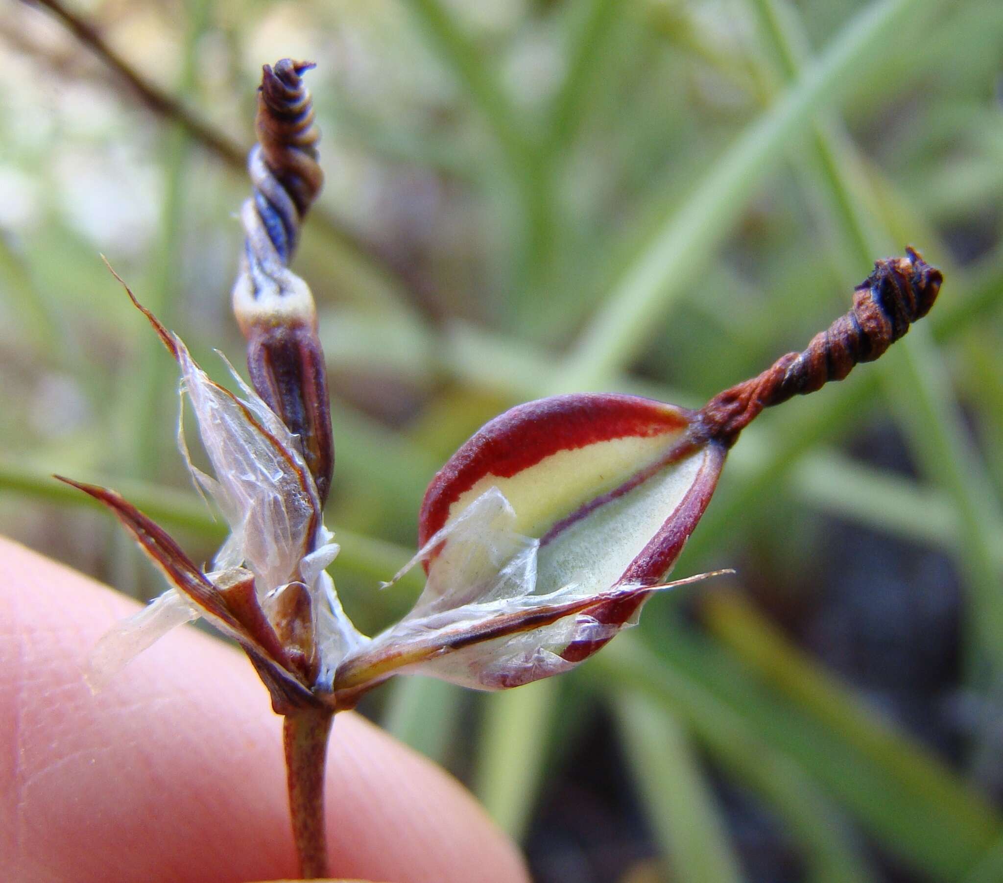 Image of Aristea africana (L.) Hoffmanns.