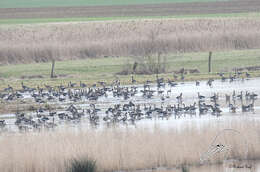 Image of Eurasian White-fronted Goose