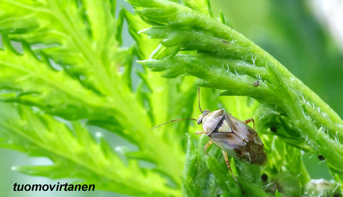 Lygus gemellatus (Herrich-Schaeffer 1835) resmi