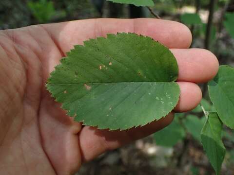 Image de Amelanchier sanguinea (Pursh) DC.