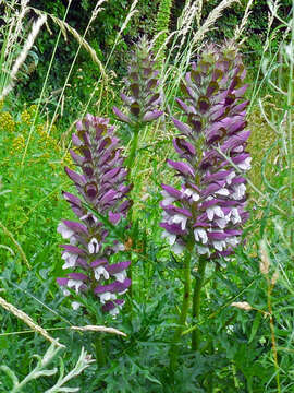 Image of spine acanthus