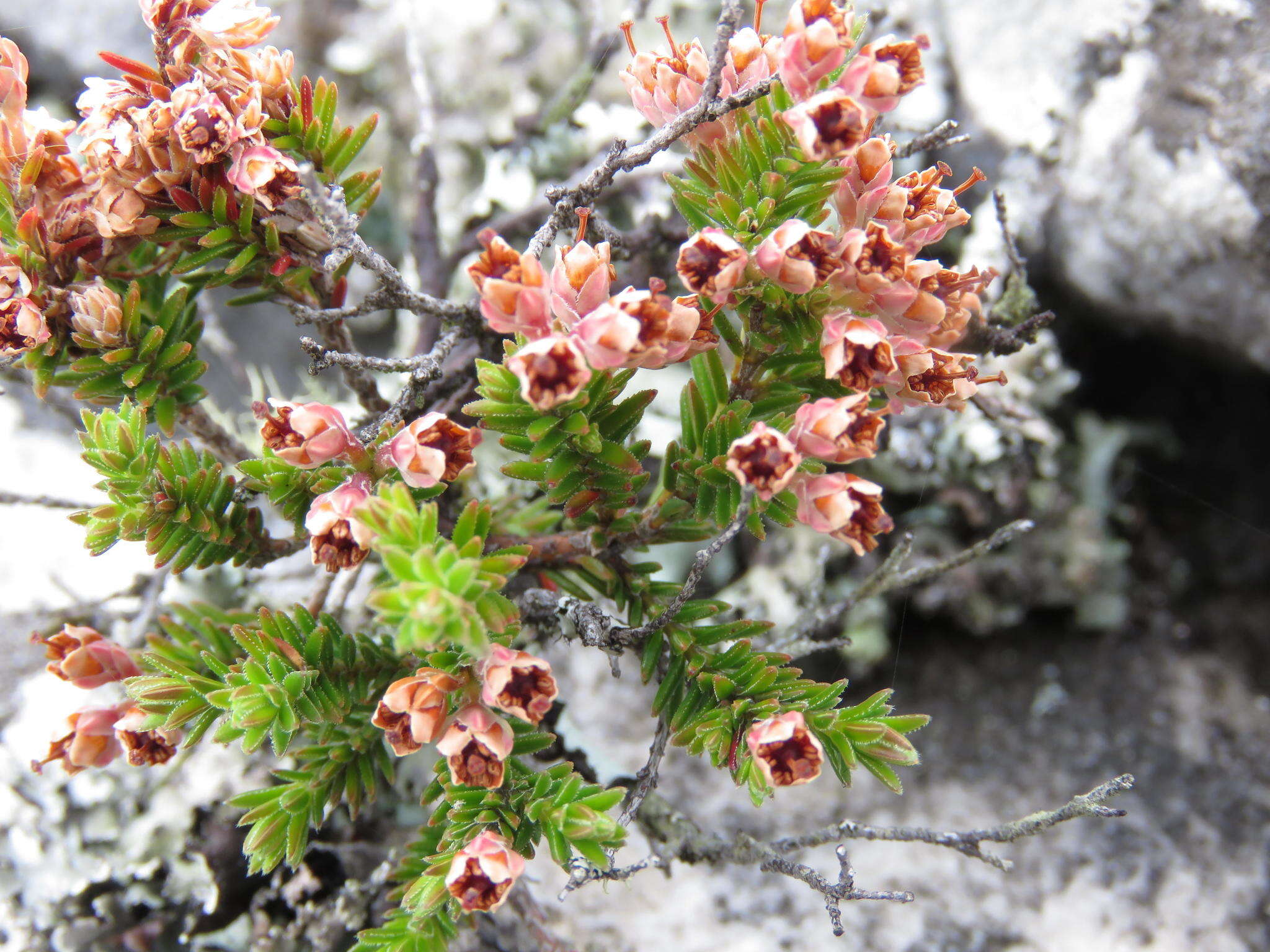 Image of Erica diosmifolia Salisb.