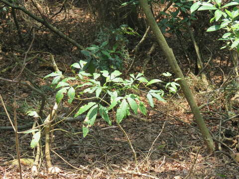 Image of Melicope pteleifolia (Champ. ex Benth.) T. G. Hartley