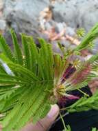 Image of Albizia polyphylla E. Fourn.