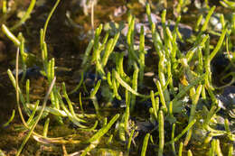 Image of Lilaeopsis polyantha (Gand.) Hj. Eichler