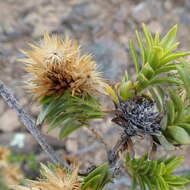 Image of Pteronia fasciculata L. fil.