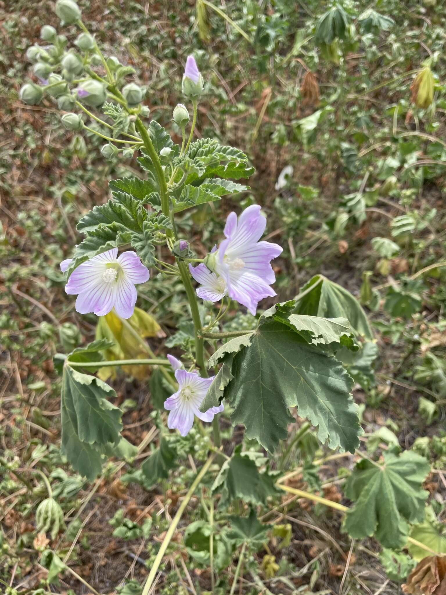 Image of Malva australiana M. F. Ray