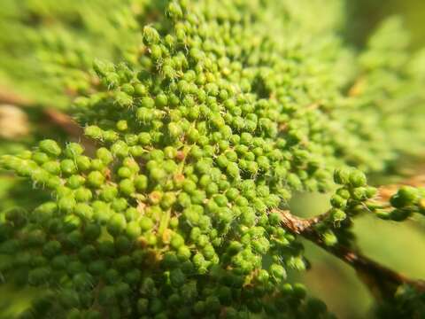 Image of Myriopteris myriophylla (Desv.) J. Sm.