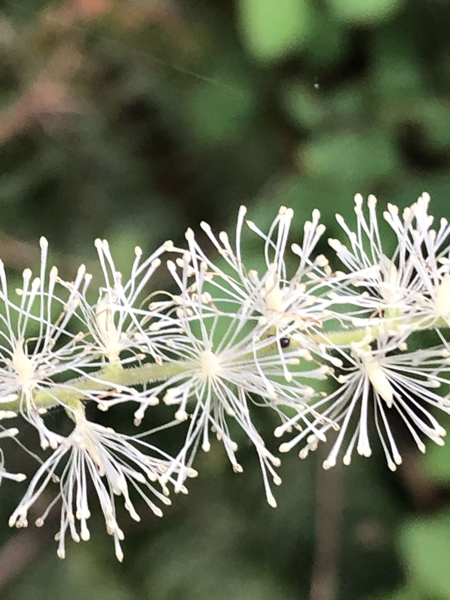 Image of Actaea elata var. elata