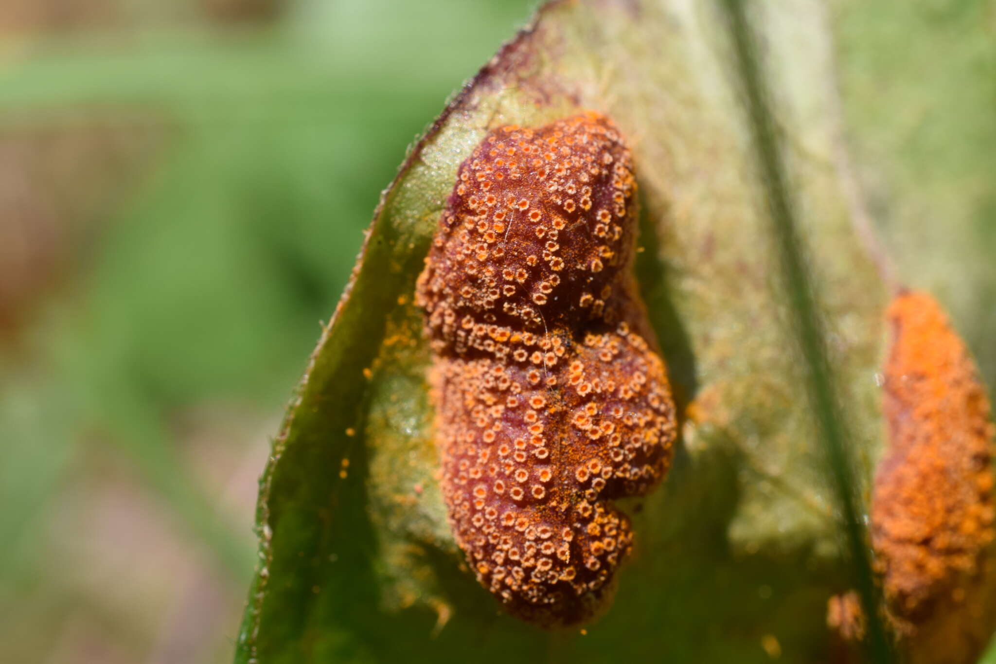 Image de Puccinia paederiae (Dietel) Gorlenko 1970