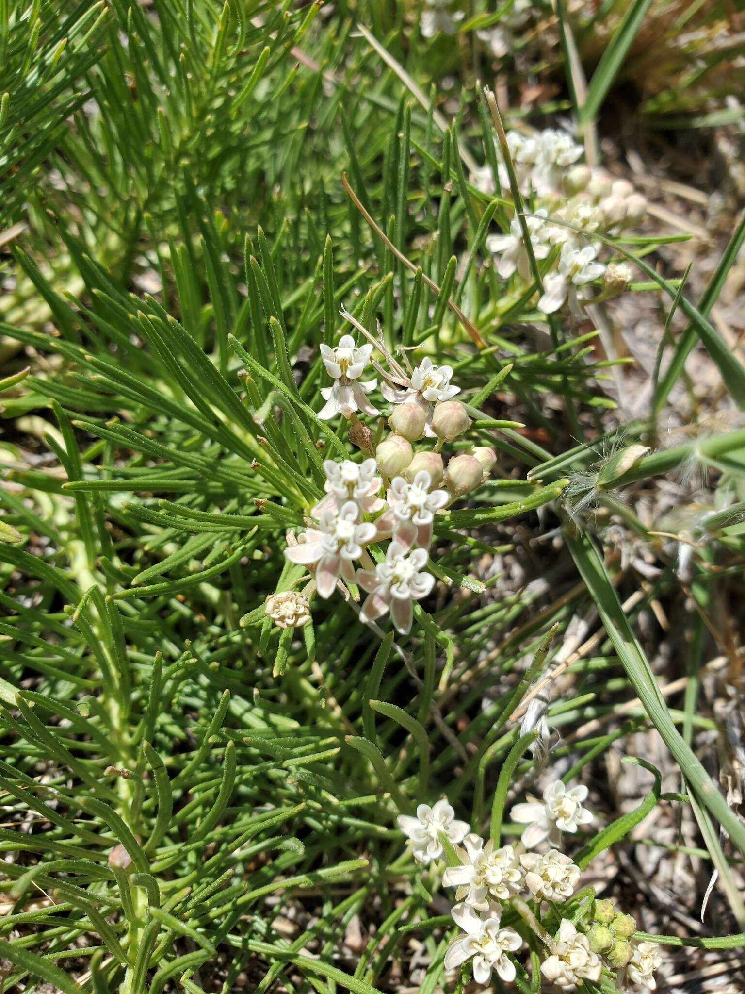 Image of Low Milkweed