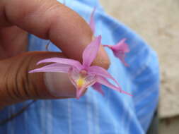 Image of Barkeria naevosa (Lindl.) Schltr.