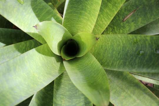 Image of Bromeliad