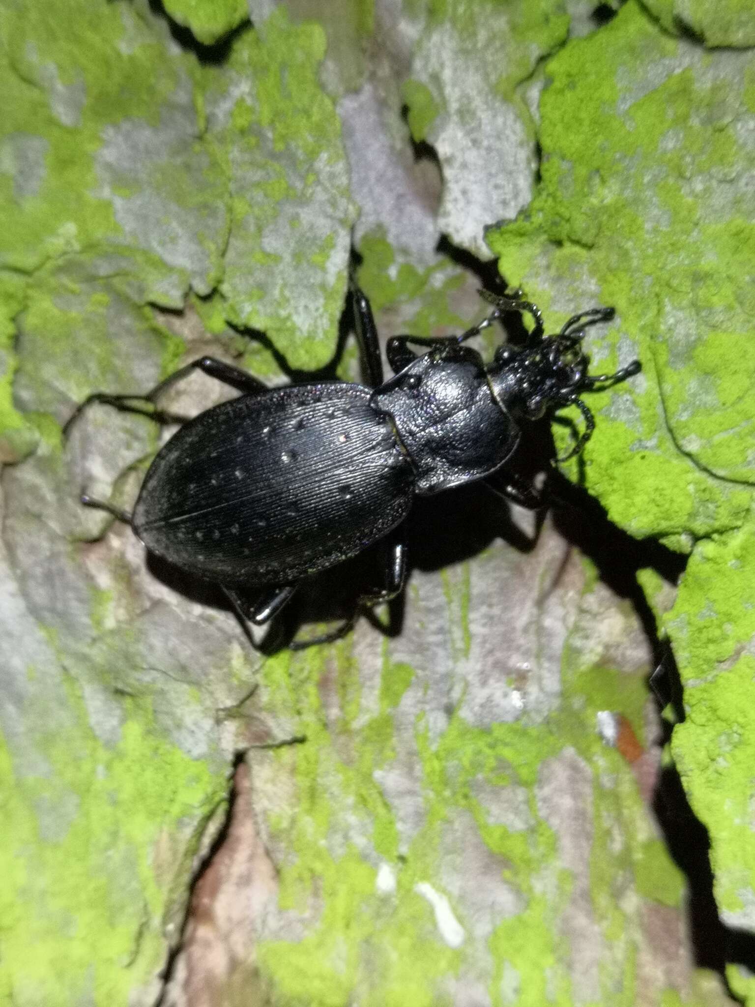 Image of Carabus (Oreocarabus) hortensis Linnaeus 1758