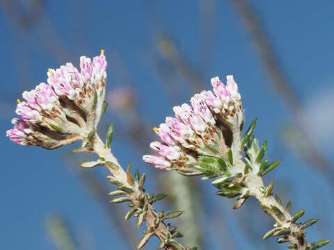 Image of Purple Blombos