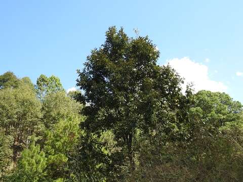 Image of Quercus acutifolia Née