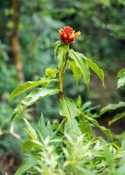 Imagem de Costus montanus Maas