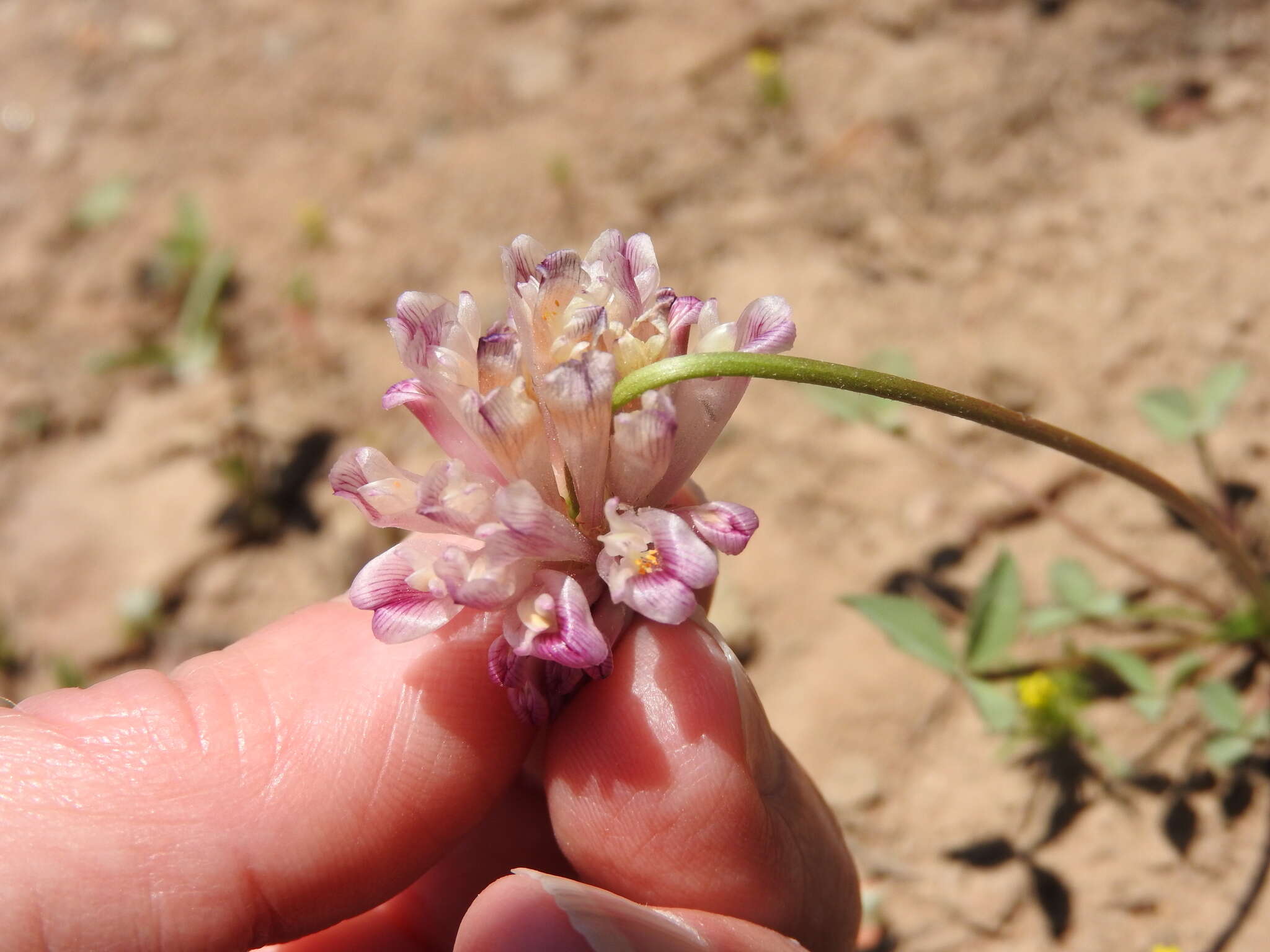 Image de Trifolium kingii subsp. productum (Greene) D. Heller