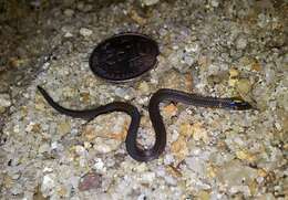 Image of Cantor's Dwarf Reed Snake