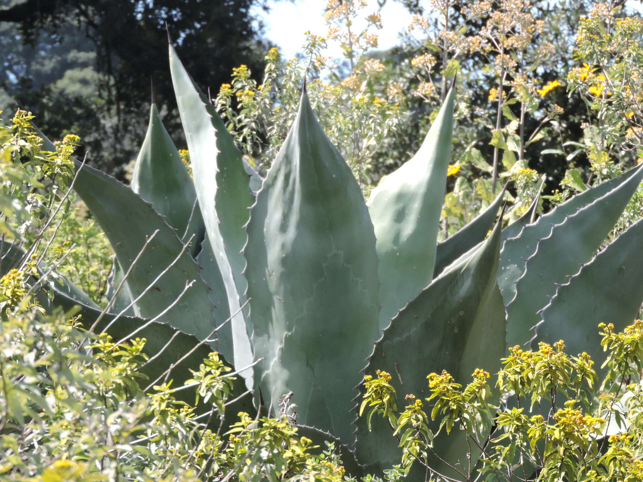 Слика од Agave salmiana subsp. crassispina (Trel.) Gentry