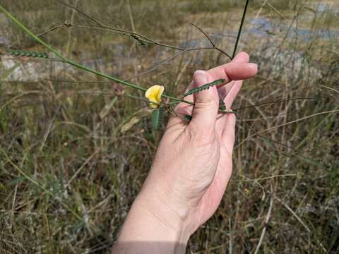 Image of Meadow Joint-Vetch