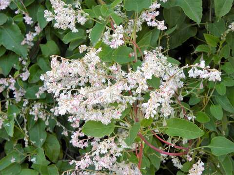 Image of Fallopia baldschuanica (Regel) Holub