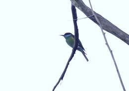 Image of Blue-throated Bee-eater