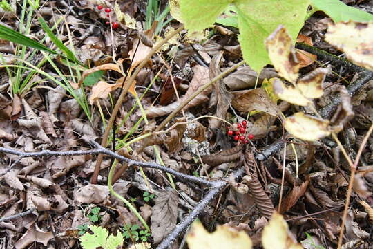 Image of Maianthemum japonicum (A. Gray) La Frankie