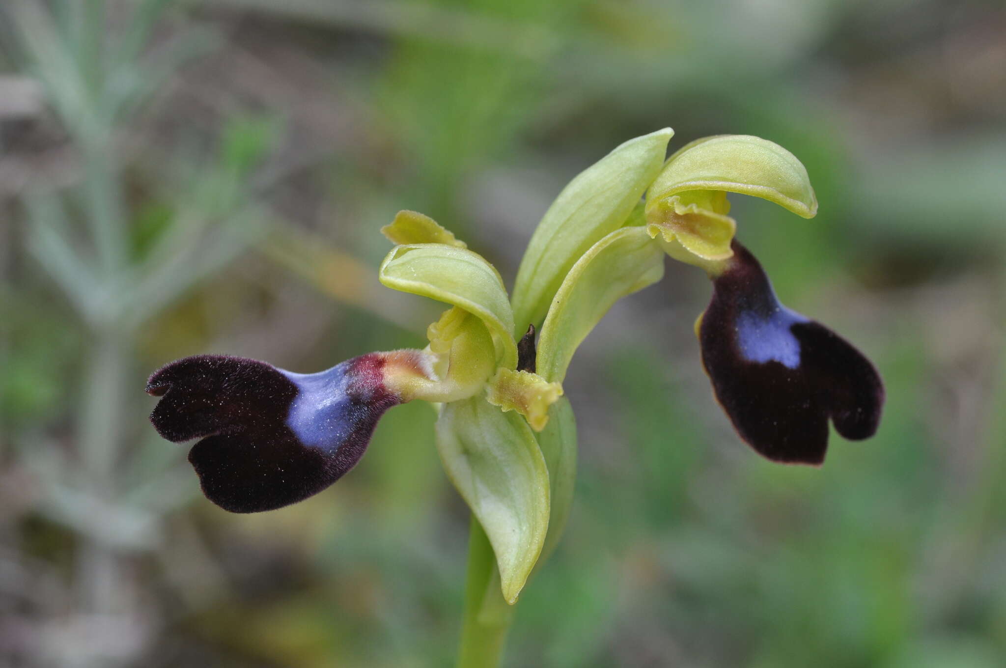 صورة Ophrys atlantica Munby