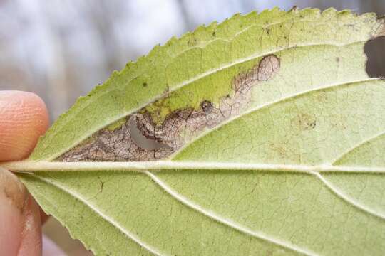 Image of Stigmella rhamnicola (Braun 1916) Newton et al. 1982