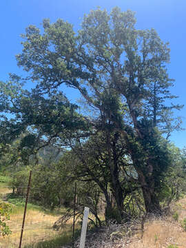 Image of hybrid oak