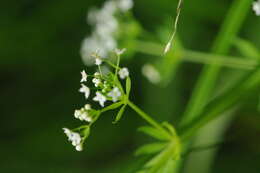 Image of Rough bedstraw