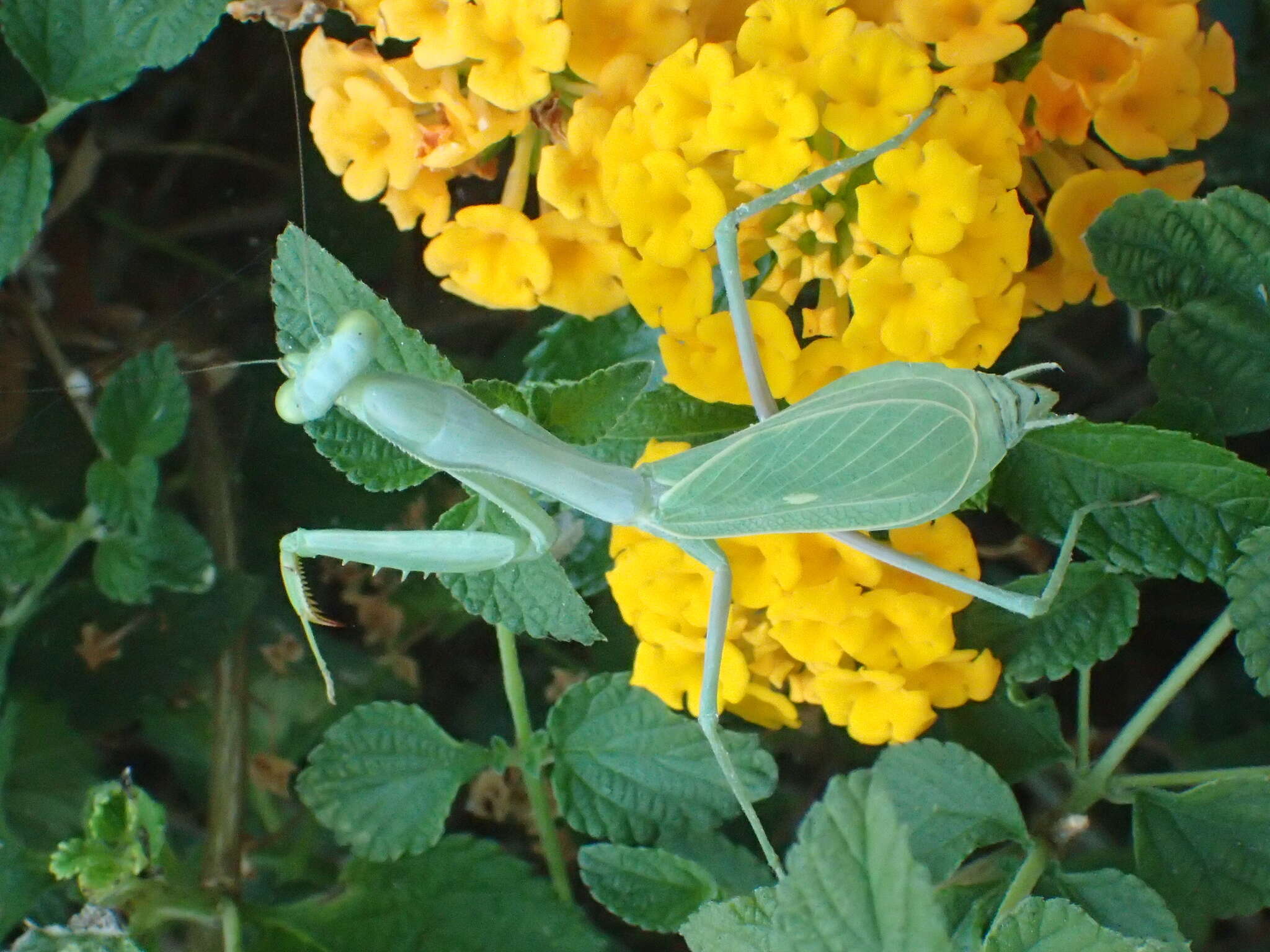 Image of Stagmomantis limbata Hahn 1835