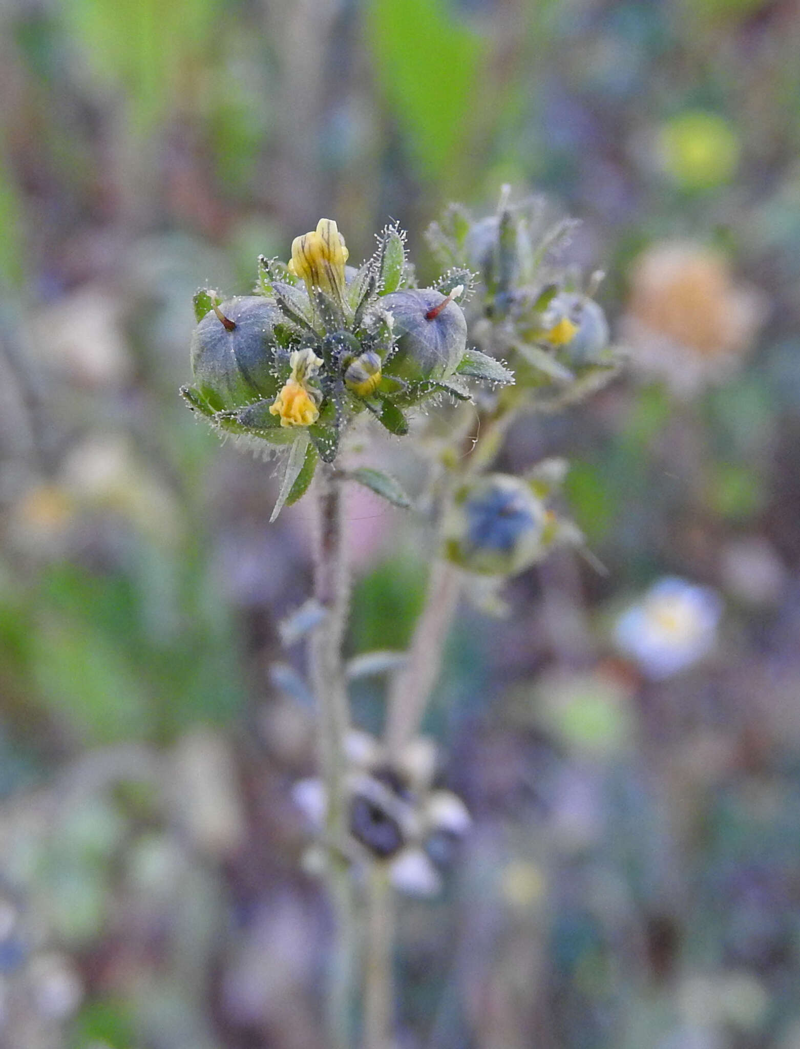 Слика од Linaria simplex (Willd.) DC.