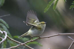 Image of Lemon-rumped Warbler