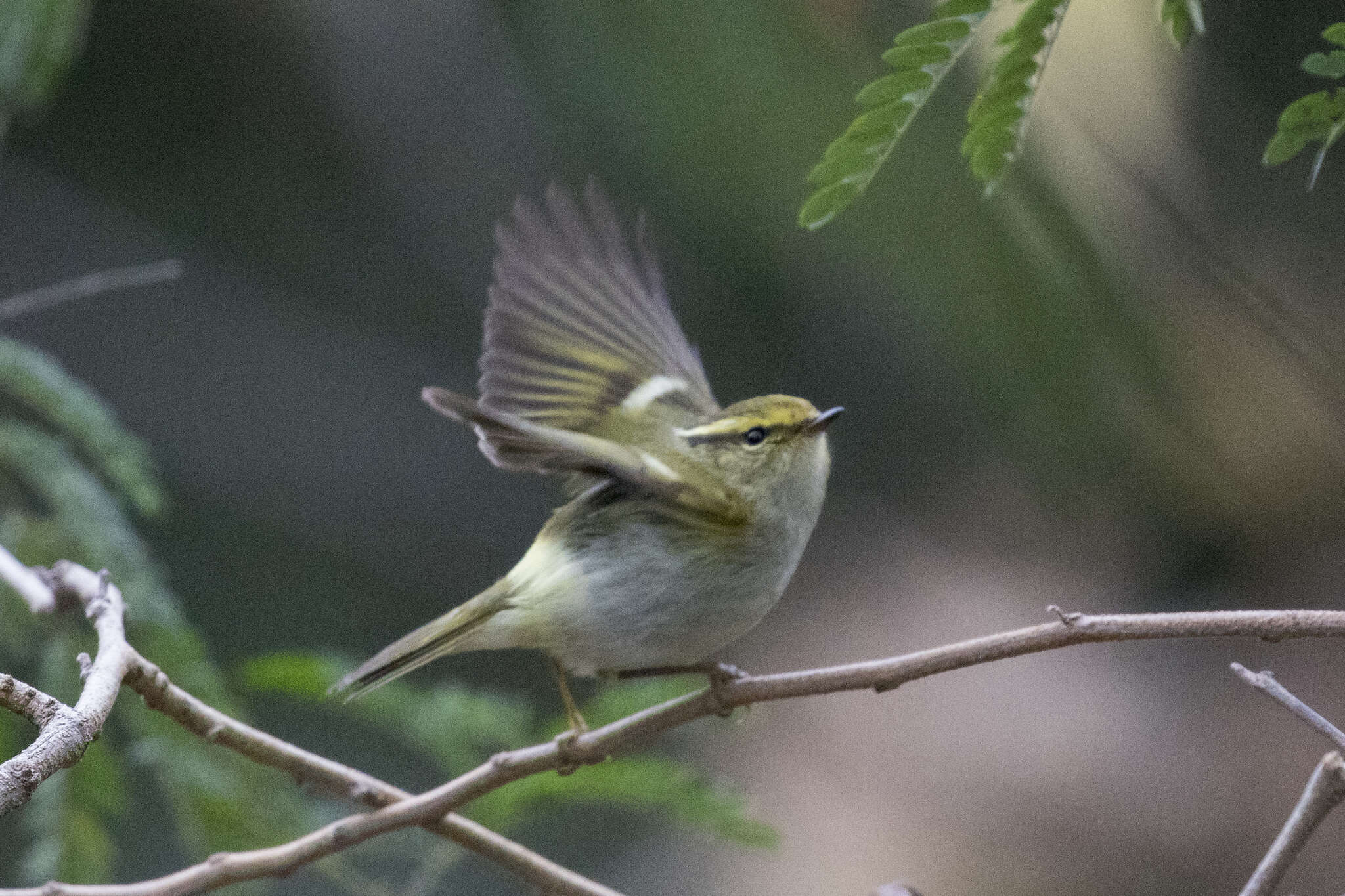 Image of Lemon-rumped Warbler