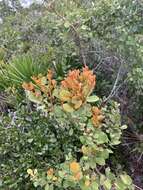 Image de Lyonia fruticosa (Michx.) G. S. Torr. ex B. L. Robins.