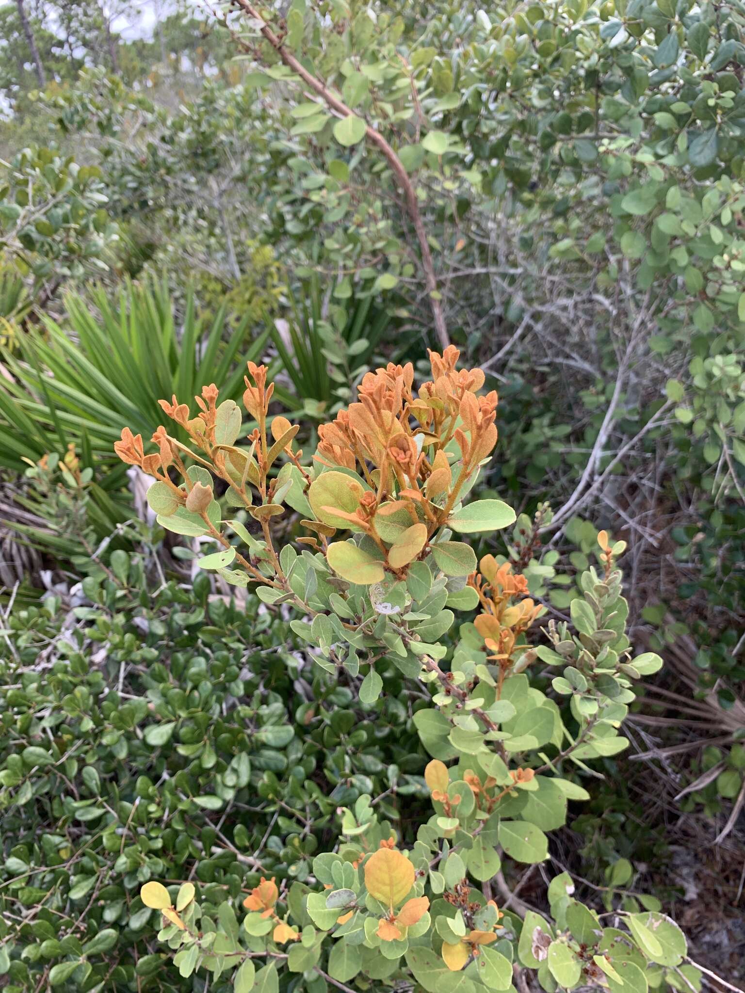 Image of coastal plain staggerbush