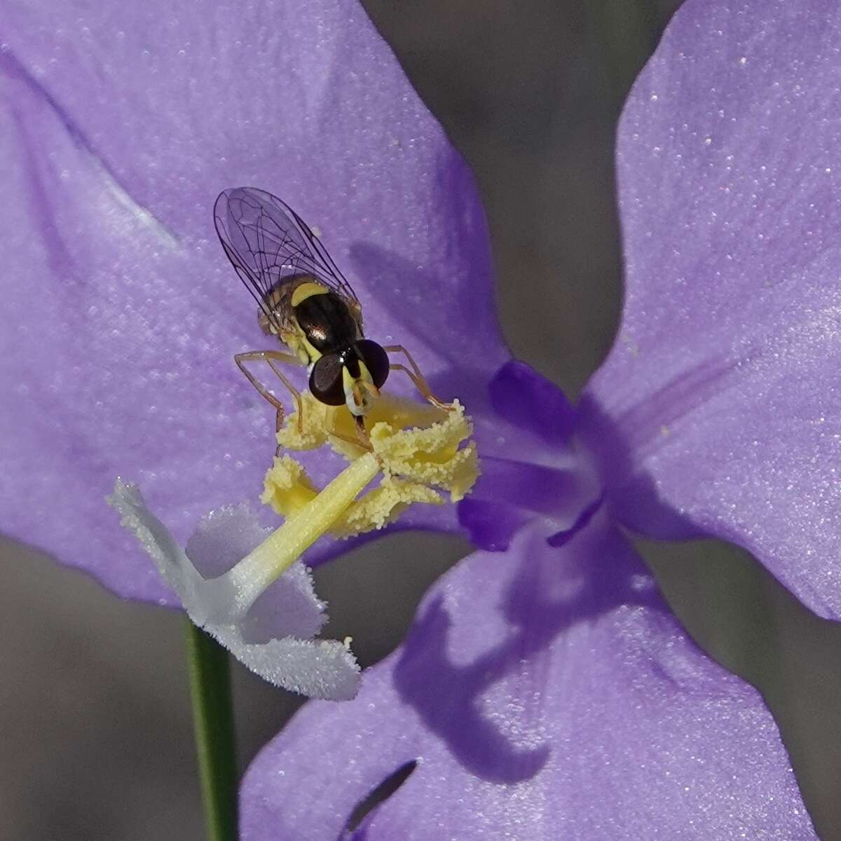 Image of Sphaerophoria macrogaster (Thomson 1869)