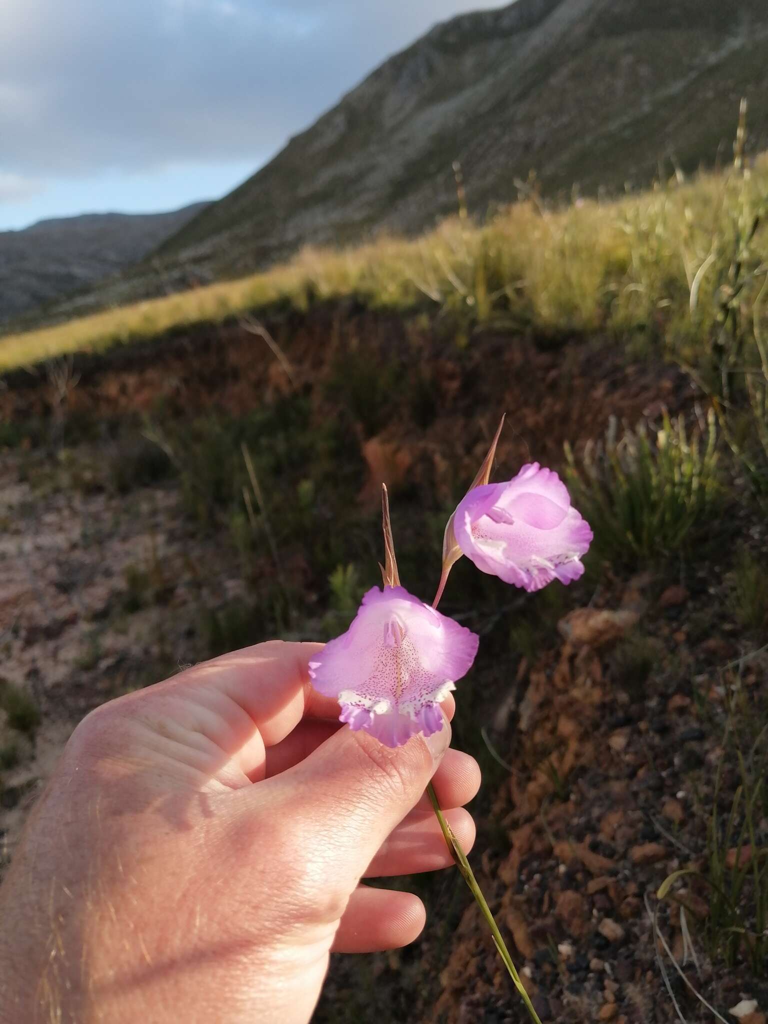 Image of Gladiolus bullatus Thunb. ex G. J. Lewis