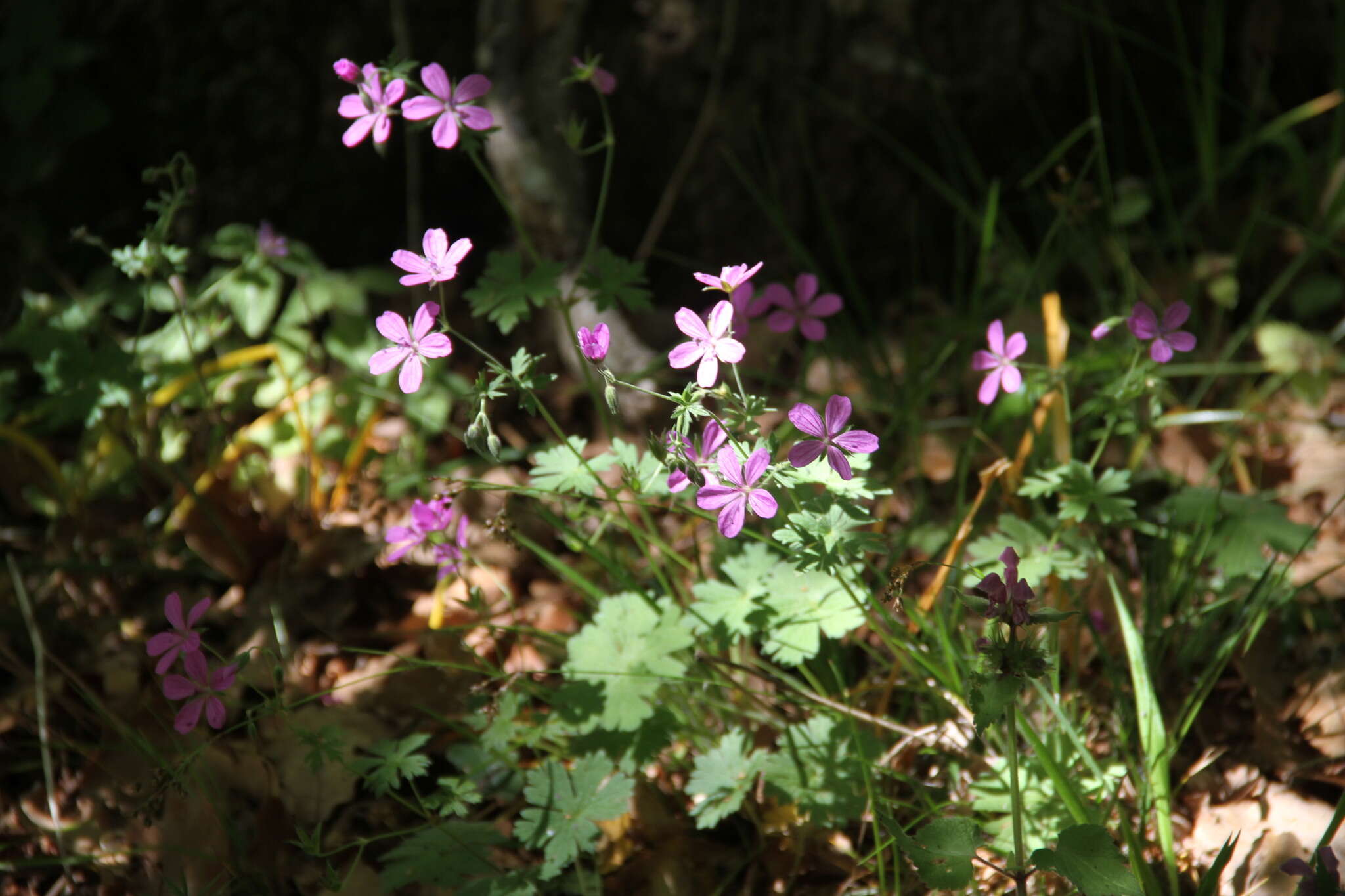 Imagem de Geranium asphodeloides subsp. tauricum (Rupr.) Fritsch