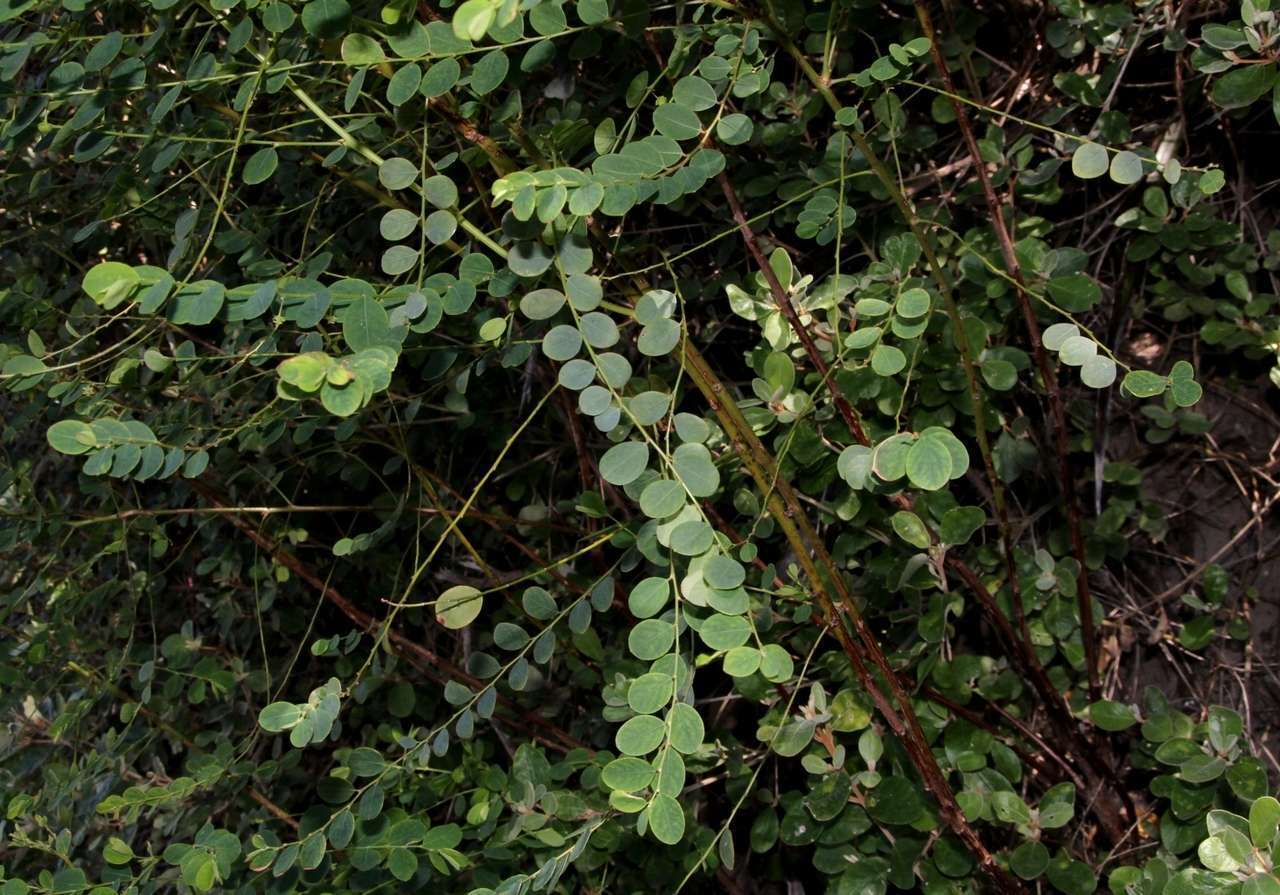 Image of Phyllanthus gunnii Hook. fil.