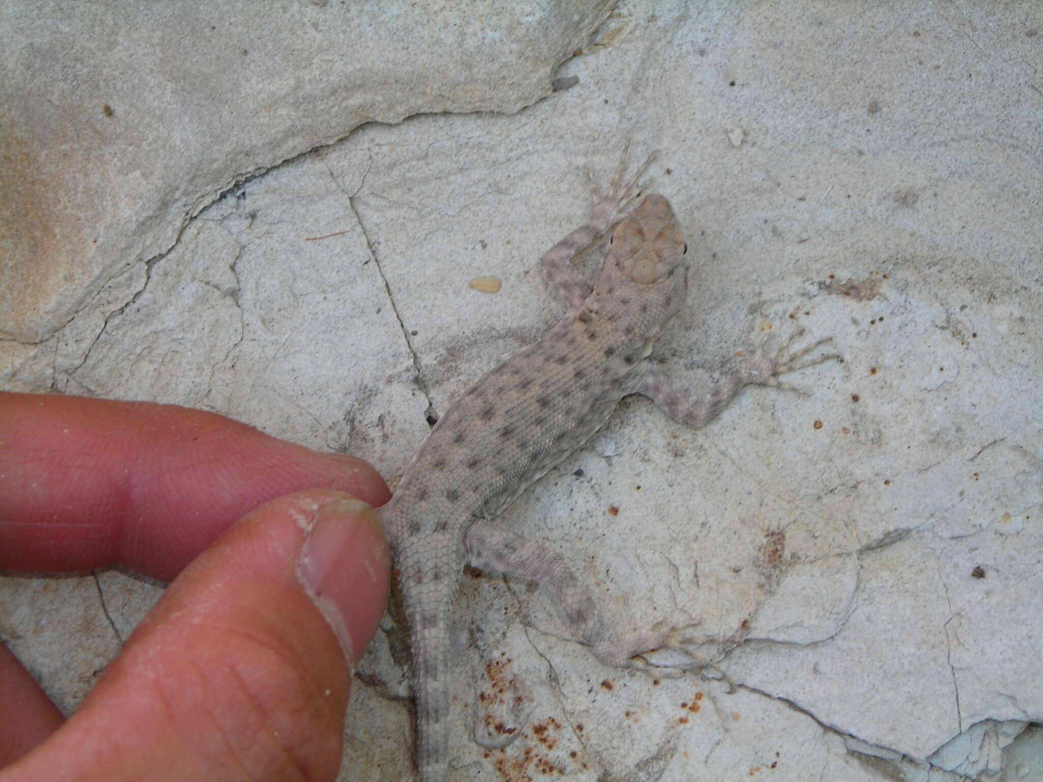 Image of Sceloporus merriami annulatus Smith 1937