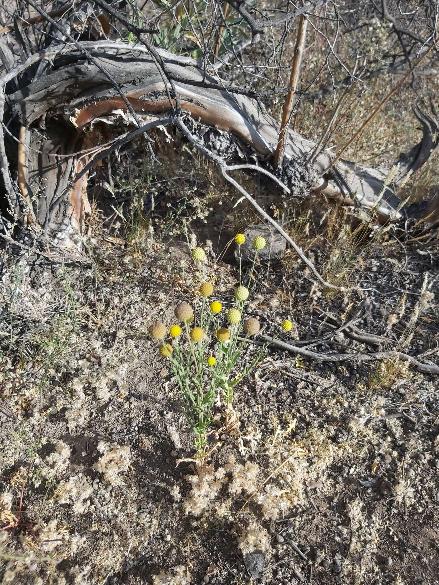 Image of Helenium aromaticum (Hook.) L. H. Bailey