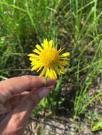 Imagem de Helenium drummondii H. Rock