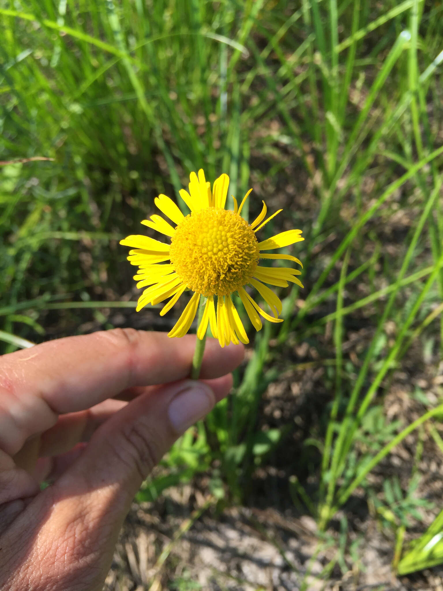 Imagem de Helenium drummondii H. Rock