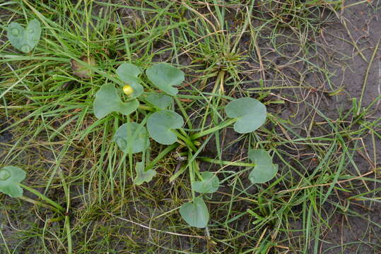 Image of Caltha palustris subsp. violacea (Khokhr.) A. N. Luferov